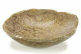 Polished Fossil Coral (Actinocyathus) Dish - Morocco #286787-1